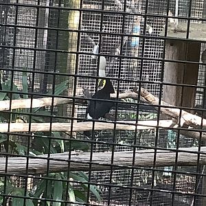Swainson’s Toucan 3/21/24