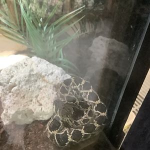 Eastern Diamondback Rattlesnake 3/21/24