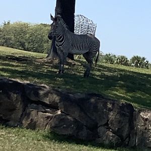 Grant’s Zebra 3/21/24