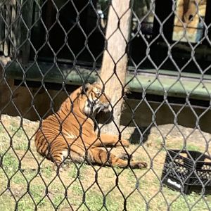 Tiger up close to viewing area 3/21/24
