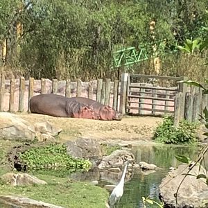 Female Nile Hippos Akita and Devi on land 3/21/24
