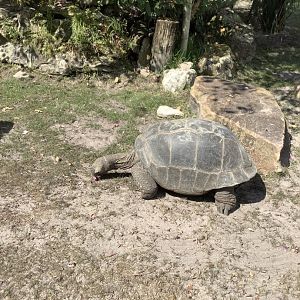 Aldabra Tortoise 3/21/24