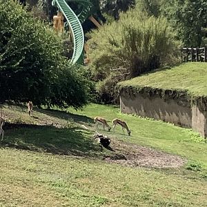 Thomson’s Gazelles 3/21/24