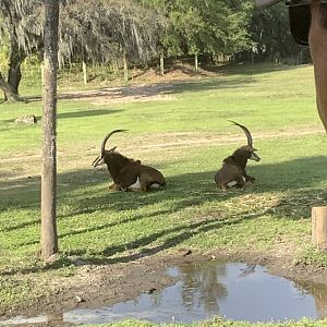 Sable Antelope 3/21/24