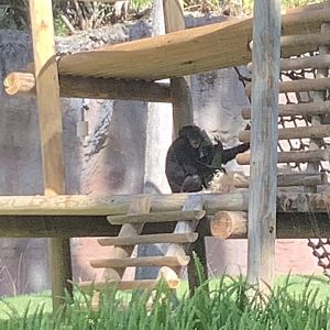 Chimpanzee 3/21/24