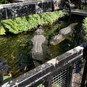 Male American Alligators in pool 3/21/24