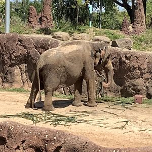 Female Asian Elephant eating hay 3/21/24