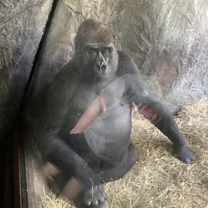 Western Lowland Gorilla Tinga sitting right at the glass 3/21/24