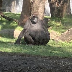 Gorilla chilling out in shade 3/21/24