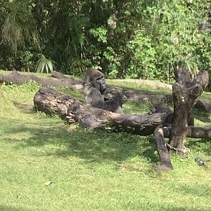 Silverback gorilla Jim 3/21/24