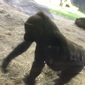 Gorilla walking by glass 3/21/24