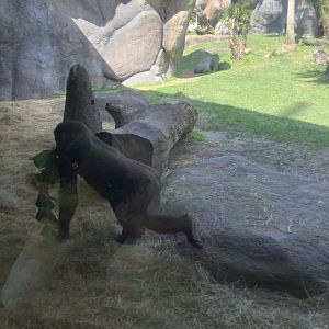 Juvenile Gorilla Whimsie Adepa 3/21/24