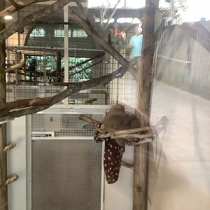 Hoffmann’s Two-Toed Sloth 3/21/24