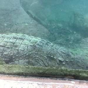 Slender Snouted Crocodile 3/21/24