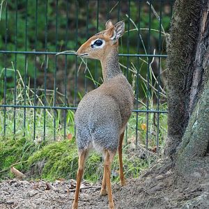 Kirk's dik-dik (Madoqua kirkii), 2023-08-15