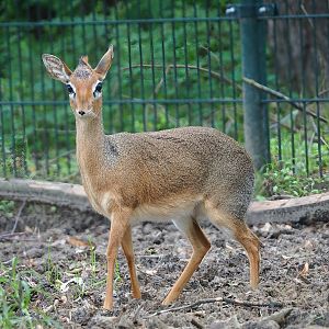 Kirk's dik-dik (Madoqua kirkii), 2023-08-15