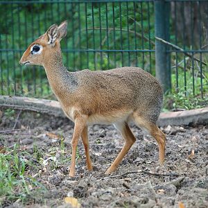 Kirk's dik-dik (Madoqua kirkii), 2023-08-15