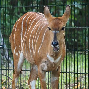 Nyala (Tragelaphus angasii), 2023-08-15