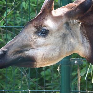 Okapi (Okapia johnstoni), 2023-08-15