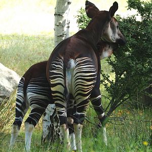 Okapis (Okapia johnstoni), 2023-08-15
