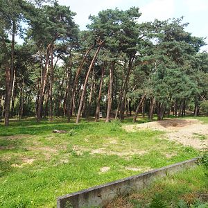 Spotted hyena exhibit, 2023-08-15