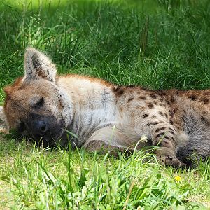 Spotted hyena (2023-08-15