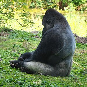 Western lowland gorilla (Gorilla gorilla gorilla), 2023-08-15