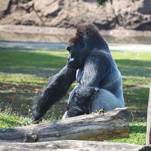 Western lowland gorilla (Gorilla gorilla gorilla), 2023-08-15