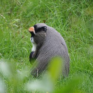 De Brazza's guenon (Cercopithecus neglectus), 2023-08-15