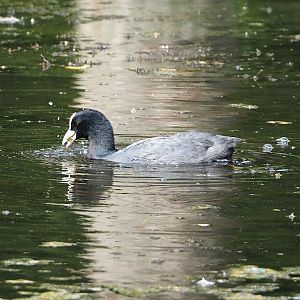 Wild Eurasian coot (Fulica atra), 2023-08-15