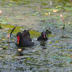 Wild Eurasian common moorhens (Gallinula chloropus chloropus), 2023-08-15