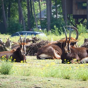 Black sable antelopes (Hippotragus niger niger), 2023-08-15