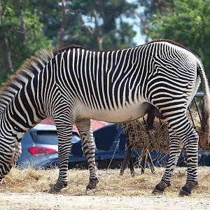 Grévy's zebra (Equus grevyi), 2023-08-15