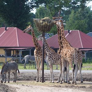 Rothschild's giraffes (Giraffa camelopardalis rothschildi) and Grévy's zebras (Equus grevyi), 2023-08-15