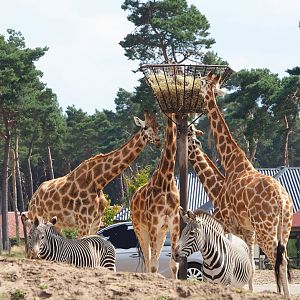 Rothschild's giraffes (Giraffa camelopardalis rothschildi) and Grévy's zebras (Equus grevyi), 2023-08-15