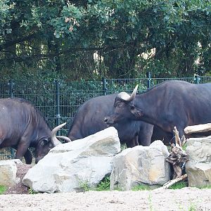 Cape buffaloes (Syncerus caffer caffer), 2023-08-15