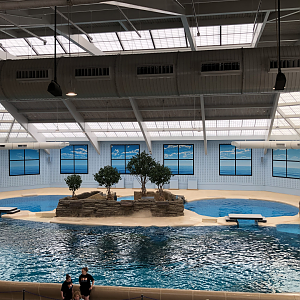 Seven Seas- Dolphins