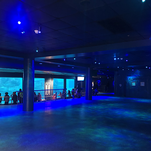 Seven Seas- Dolphins underwater viewing