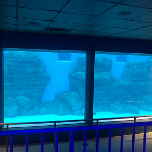 Seven Seas- Dolphins underwater viewing