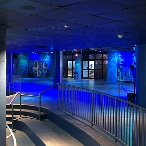 Seven Seas- Dolphins underwater viewing