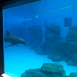 Seven Seas- Dolphins underwater viewing