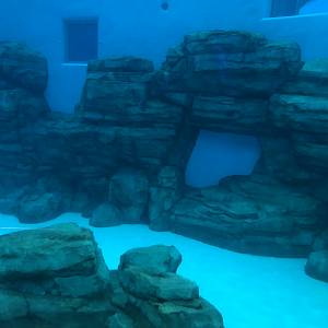 Seven Seas- Dolphins underwater viewing