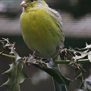 Island canary (Serinus canaria)