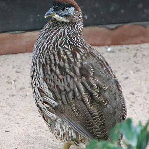 Erckel's spurfowl (Pternistis erckelii)