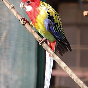 Eastern rosella (Platycercus eximius eximius)