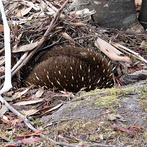 Tasmanian Echidna