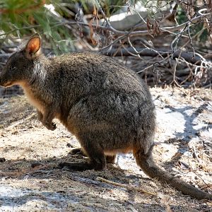 Tasmanian Pademelon