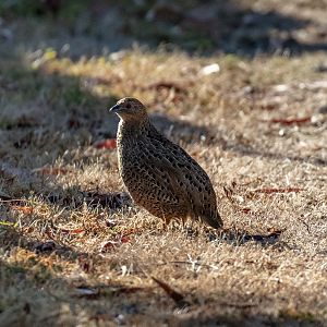 Brown Quail