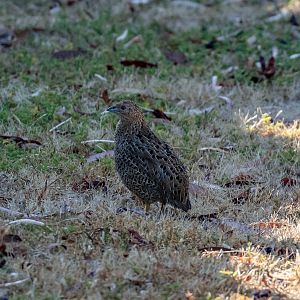 Brown Quail