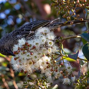Little Wattlebird